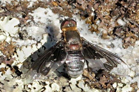 Bee-fly (Balaana gigantea) (Balaana gigantea)